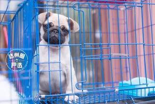 娱乐吃瓜宠物推荐